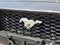 2024 Ford Mustang GT Premium Convertible